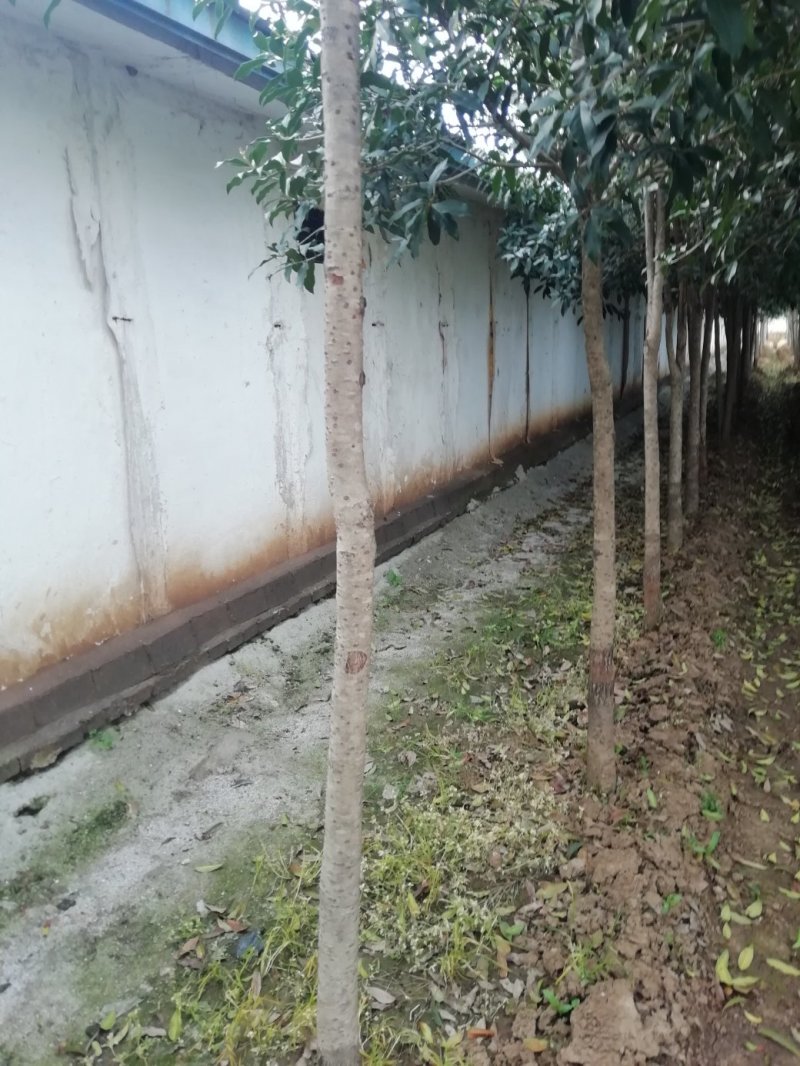 【桂花树】金桂花树（苗圃直发，树灌好，主杆无疤标直）