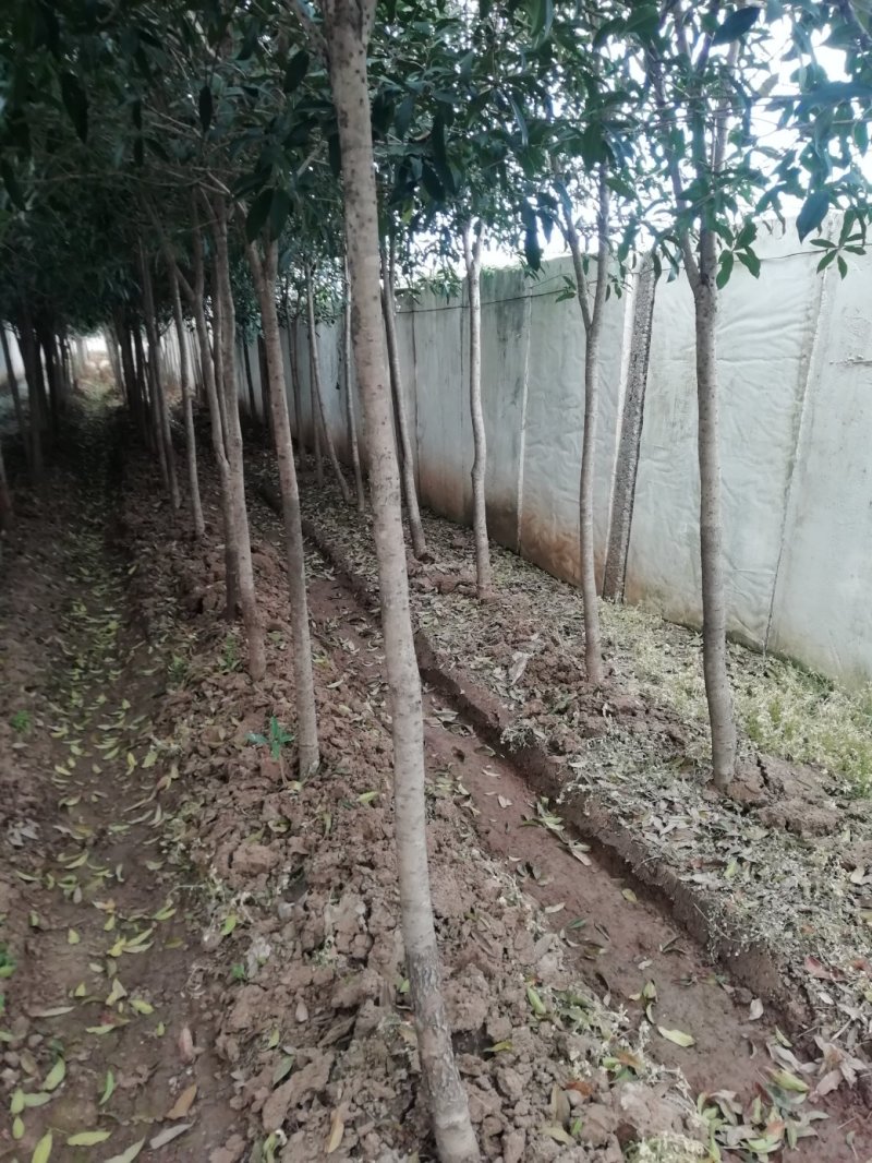 【桂花树】金桂花树（苗圃直发，树灌好，主杆无疤标直）