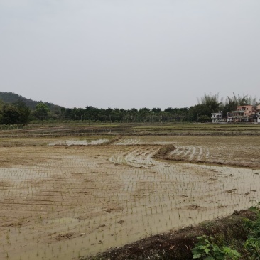 水田，耕地，种植绿化地，草坪地，出租，转让