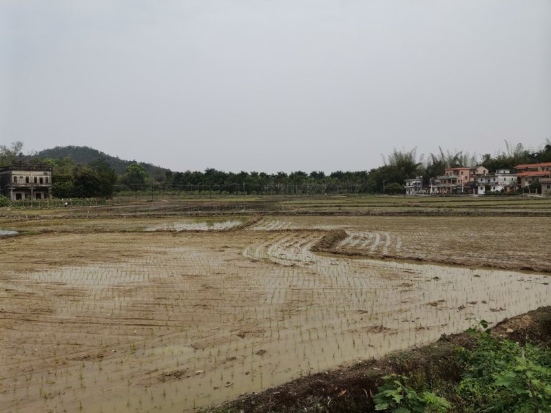 水田，耕地，种植绿化地，草坪地，出租，转让