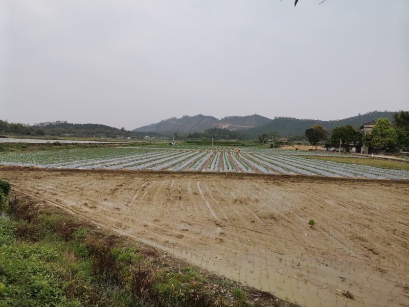 水田，耕地，种植绿化地，草坪地，出租，转让