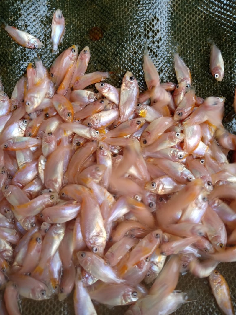 红罗非鱼苗彩虹雕鱼苗红珍珠鱼苗豹纹红