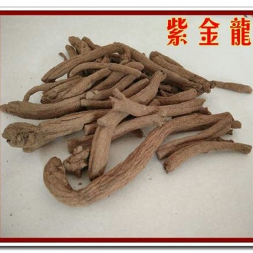 紫金龙，常年批发供应冷背中药材，野生货紫金龙