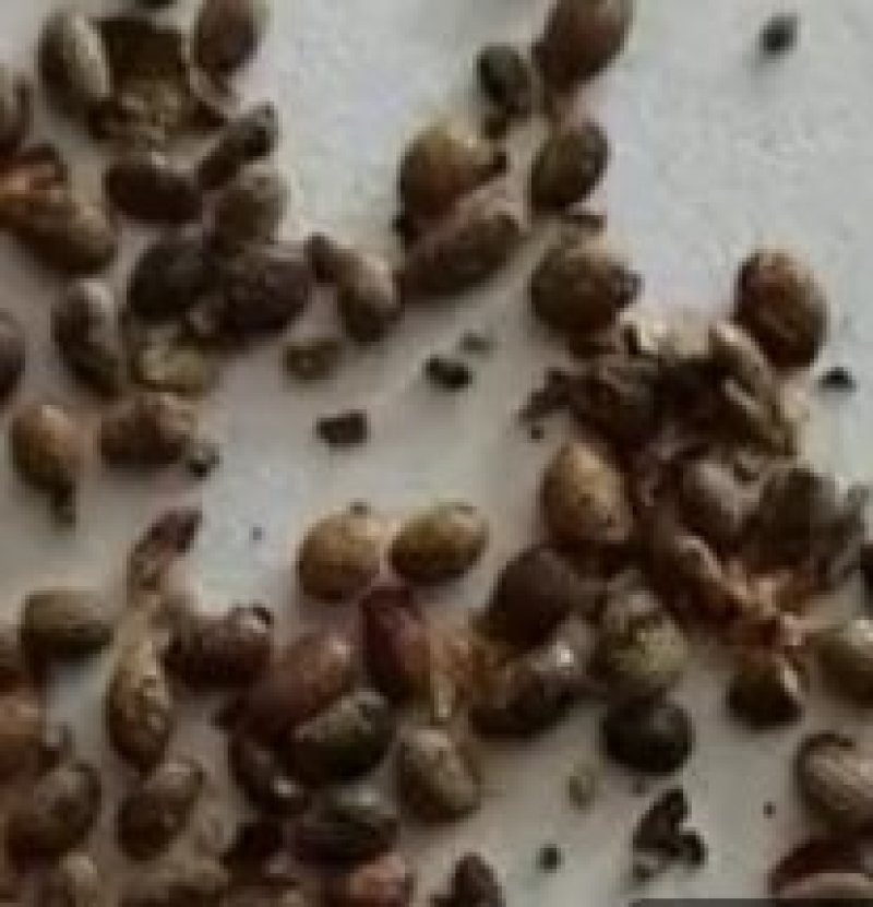 猕猴桃果树苗嫁接苗软枣猕猴桃红心猕猴桃树苗盆栽地载南北方