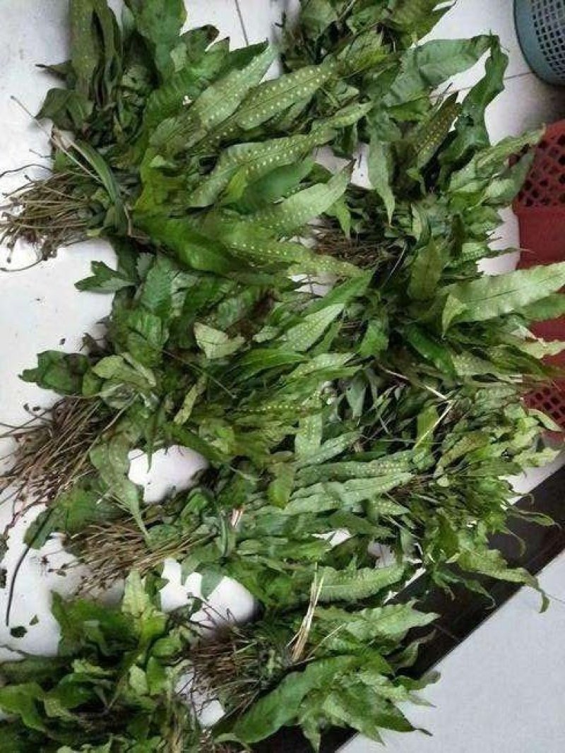金鸡脚，别称鸭脚草、鸭跖草、金鸡爪，纯野生，色青足干货