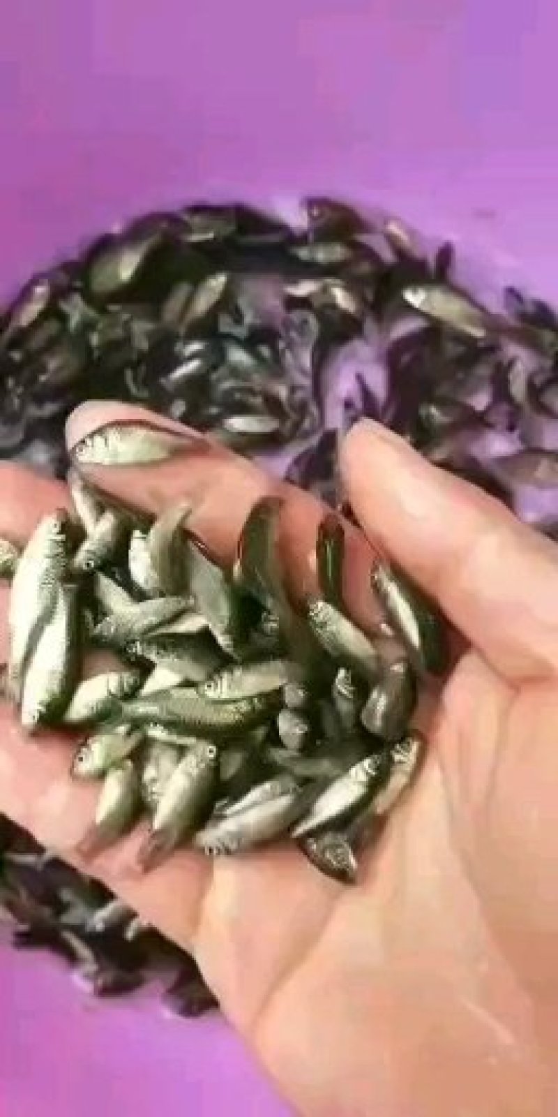 《全国发货》黑鱼鱼苗生鱼鱼苗财鱼鱼苗