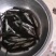 【黄辣丁苗】大量出售各种鱼苗云贵川送货上门