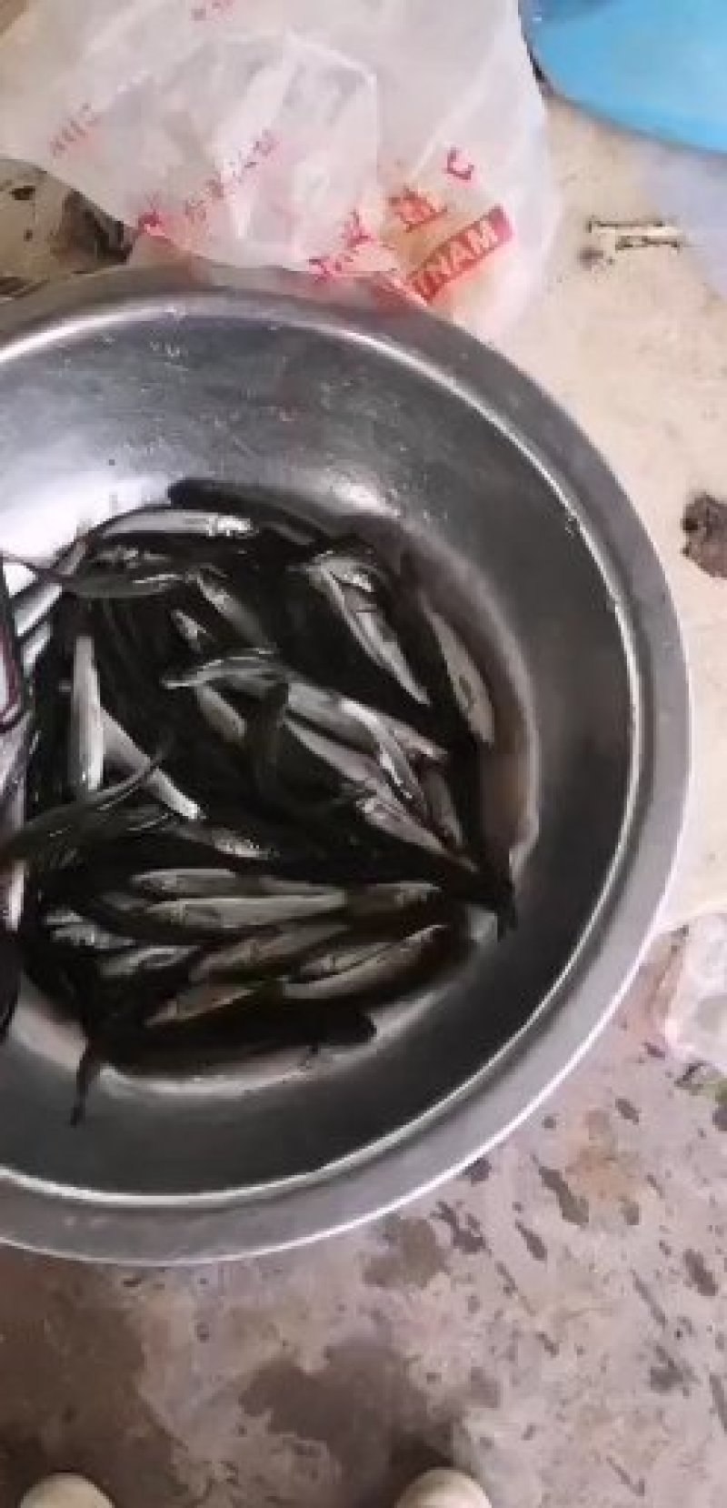 【黄辣丁苗】大量出售各种鱼苗云贵川送货上门