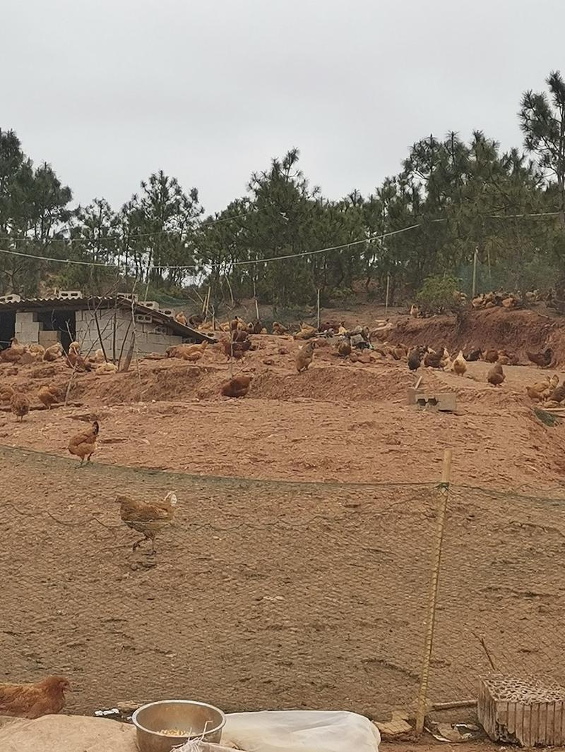 农村土鸡散养鸡原生态养殖的，农村柴鸡山上放养