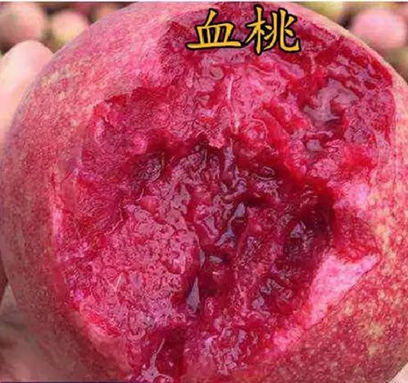 毛桃树苗嫁接的雪蜜桃品种齐全。