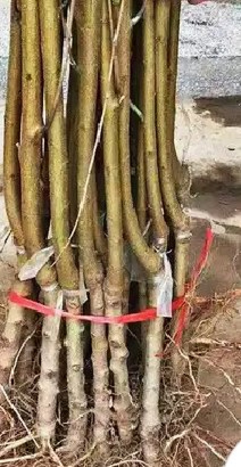 毛桃树苗嫁接的雪蜜桃品种齐全。