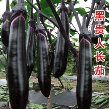 茄子苗园茄苗各种茄子苗长茄苗