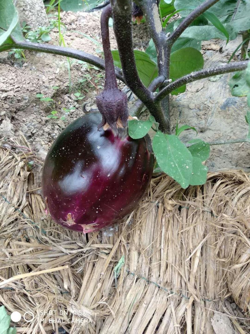 茄子苗园茄苗各种茄子苗长茄苗