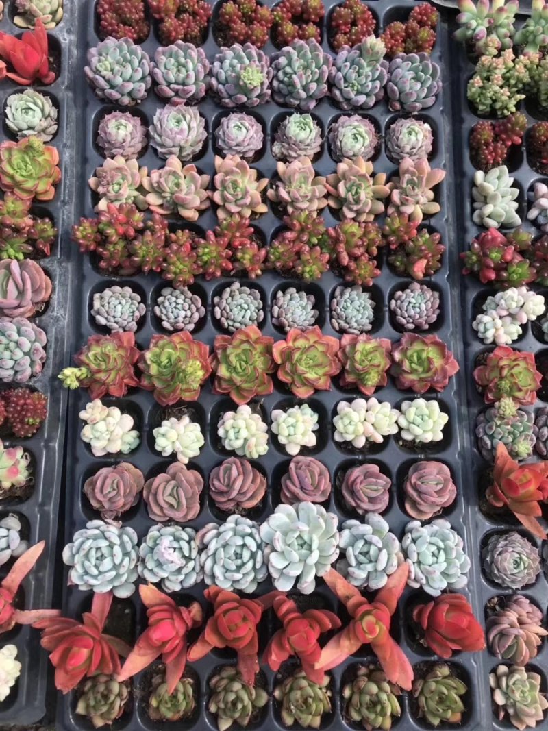 多肉植物穴盘72控混批