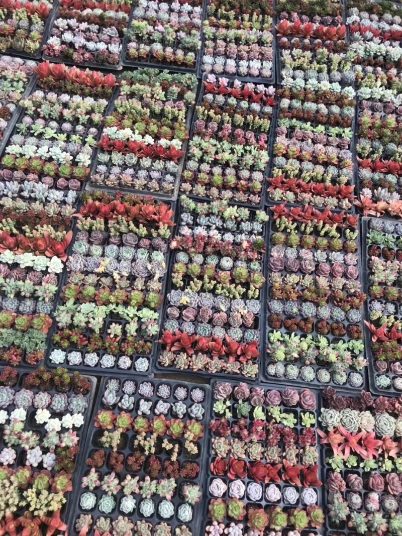 多肉植物穴盘72控混批