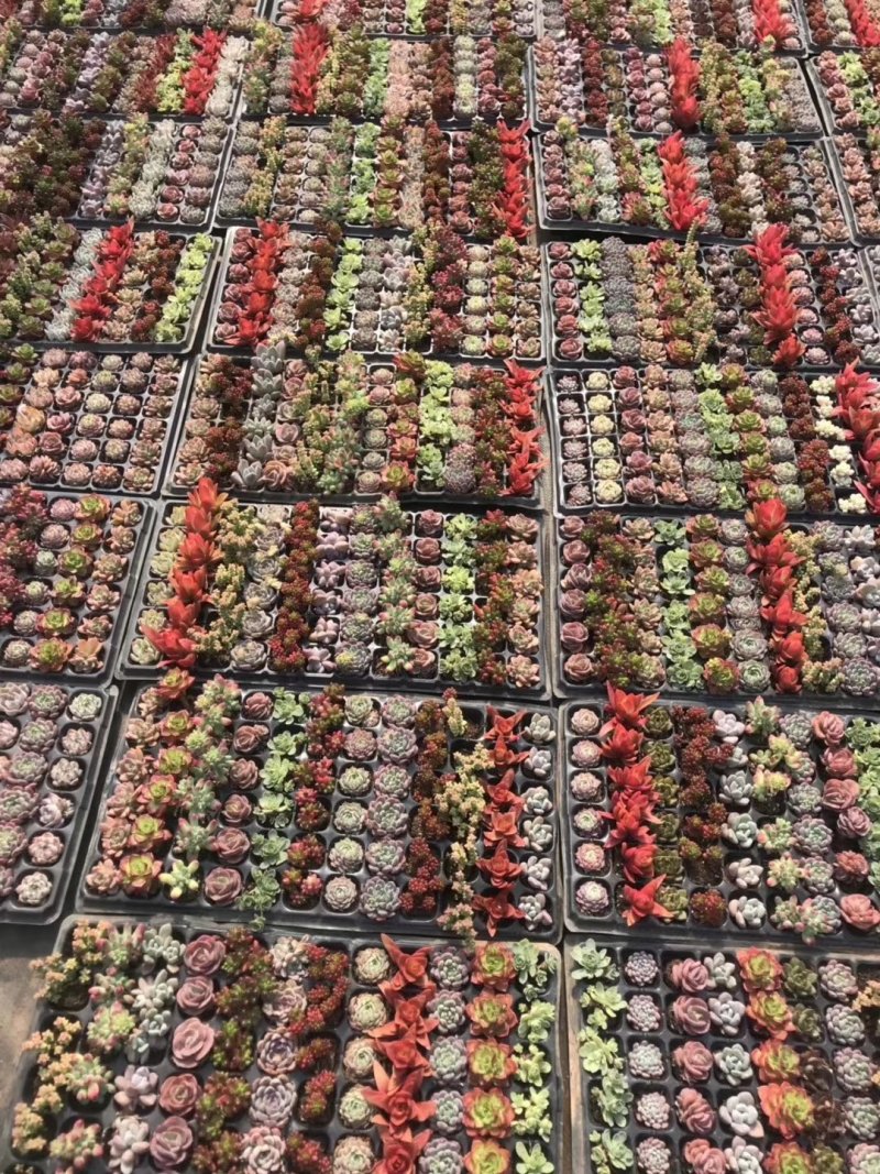 多肉植物穴盘72控混批