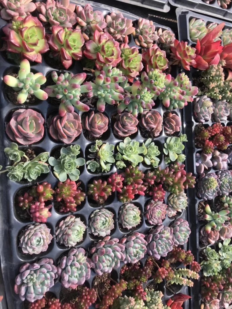 多肉植物穴盘72控混批