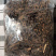 钩藤两斤勾藤鹰爪风钩草倒挂刺农家初选农副产品