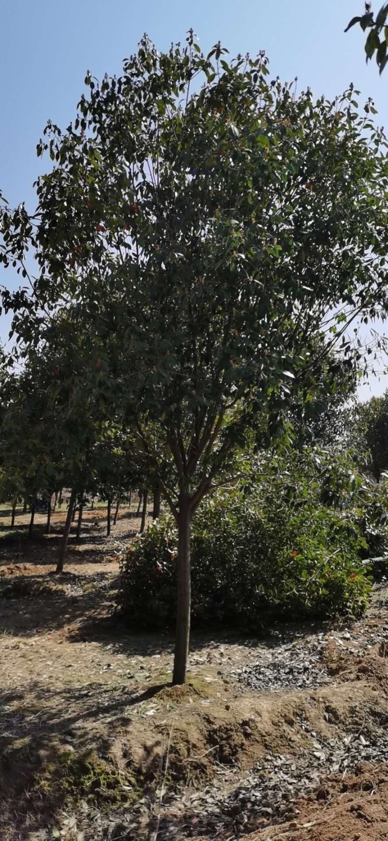 10公分红叶石楠