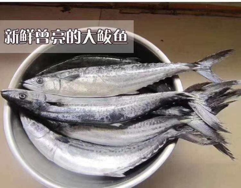 鲅鱼水饺，海鲜水饺，采用新鲜鲅鱼手工包制，工厂直供招代理