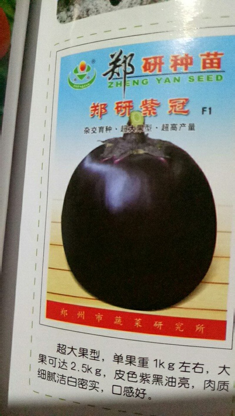 茄子苗园茄苗各种茄子苗长茄苗