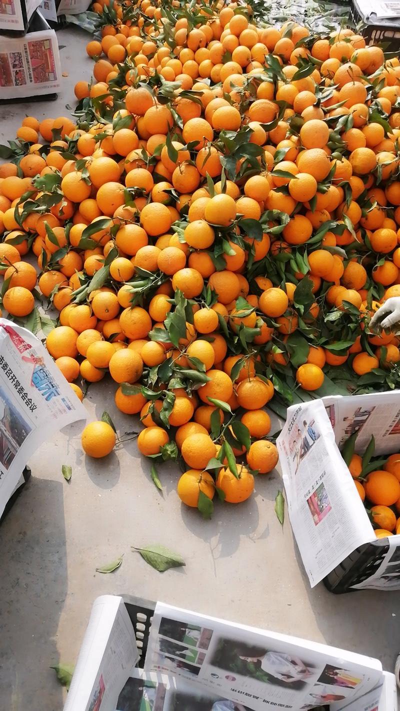 精品青见柑桔果冻橙口感甜实力供货承接市场电商