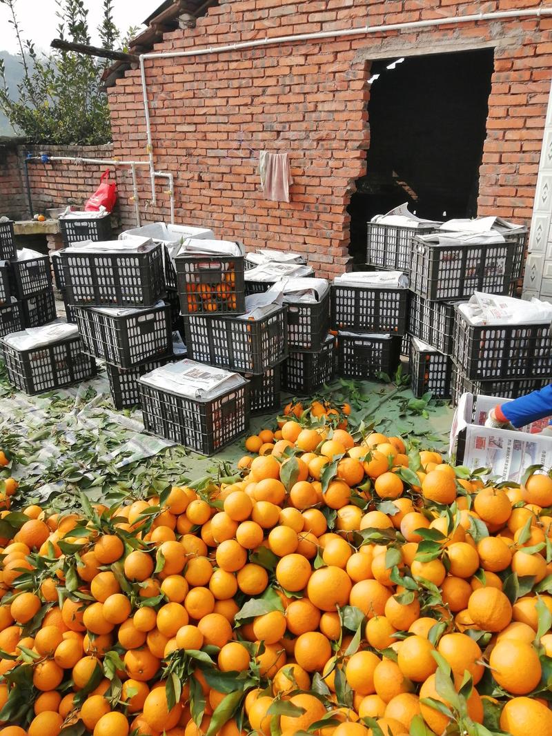 精品青见柑桔果冻橙口感甜实力供货承接市场电商