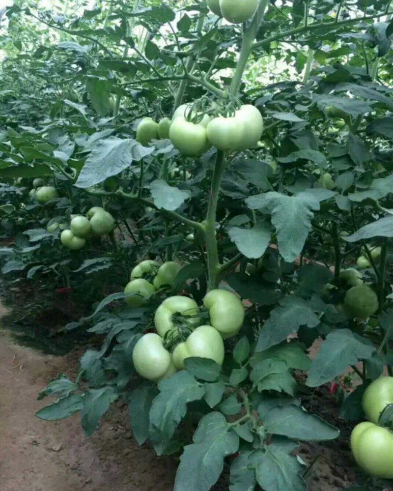 西红柿苗番茄抗死棵抗病毒硬粉耐运输品种免费提供技术