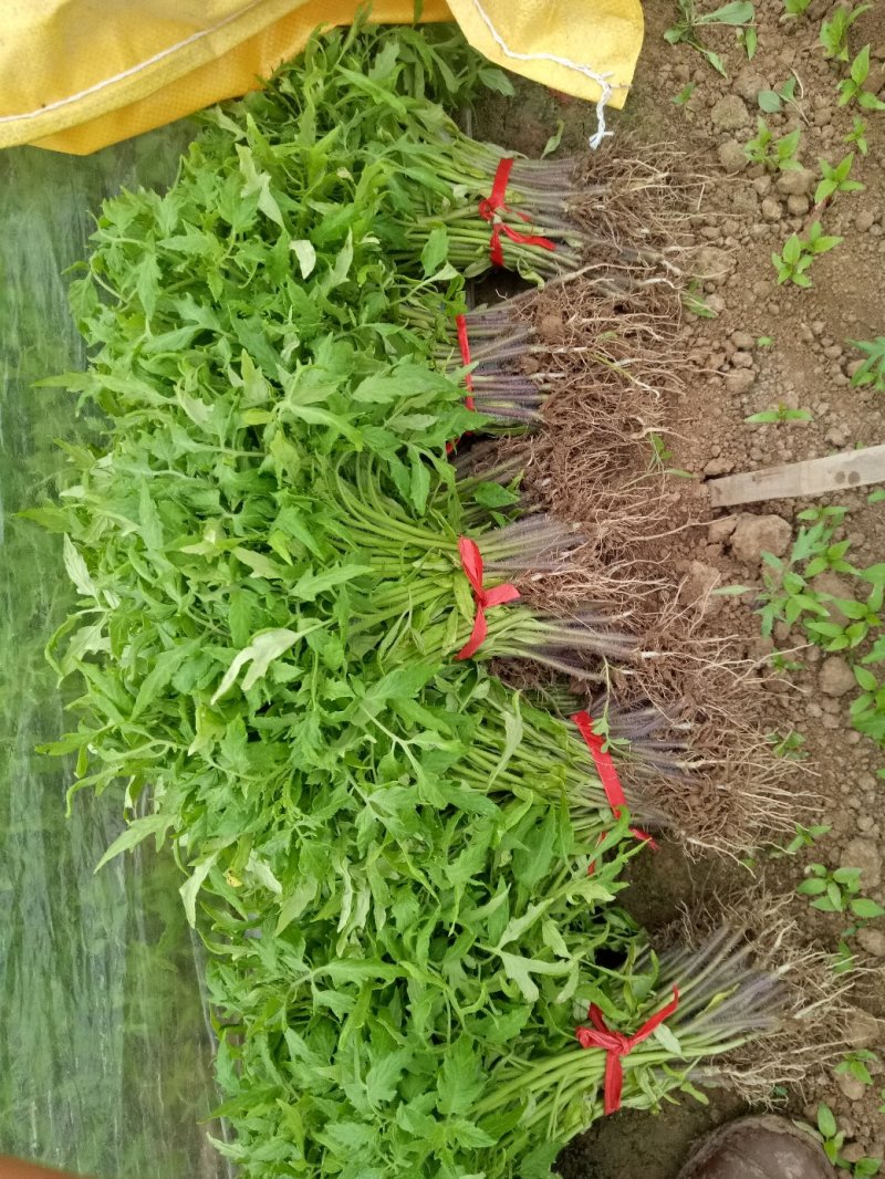 西红柿苗番茄抗死棵抗病毒硬粉耐运输品种免费提供技术