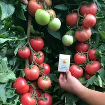 西红柿苗番茄抗死棵抗病毒硬粉耐运输品种免费提供技术