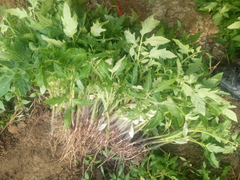 西红柿苗番茄抗死棵抗病毒硬粉耐运输品种免费提供技术