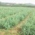 雪松苗白皮松苗黑松小苗营养钵苗宝塔松圣诞树四