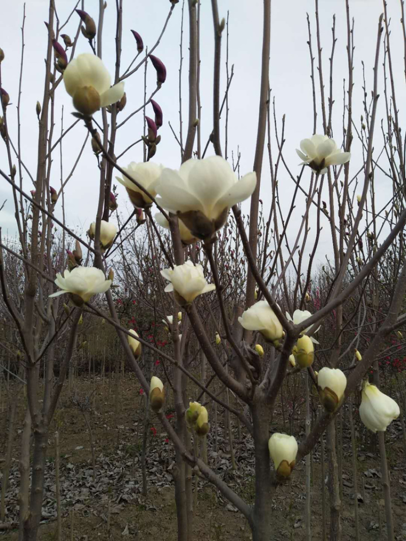 黄玉兰，红玉兰，基地直供，货源充足，量大从优
