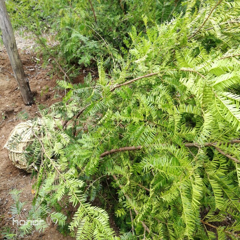 红豆杉，，中国红有现货苗木纯正