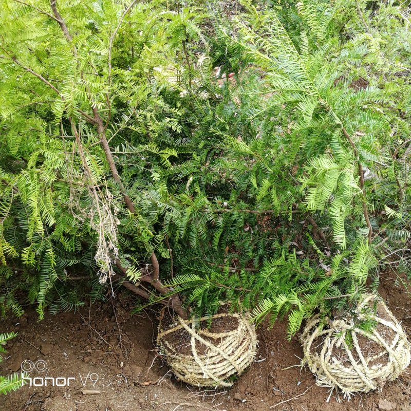 红豆杉，，中国红有现货苗木纯正