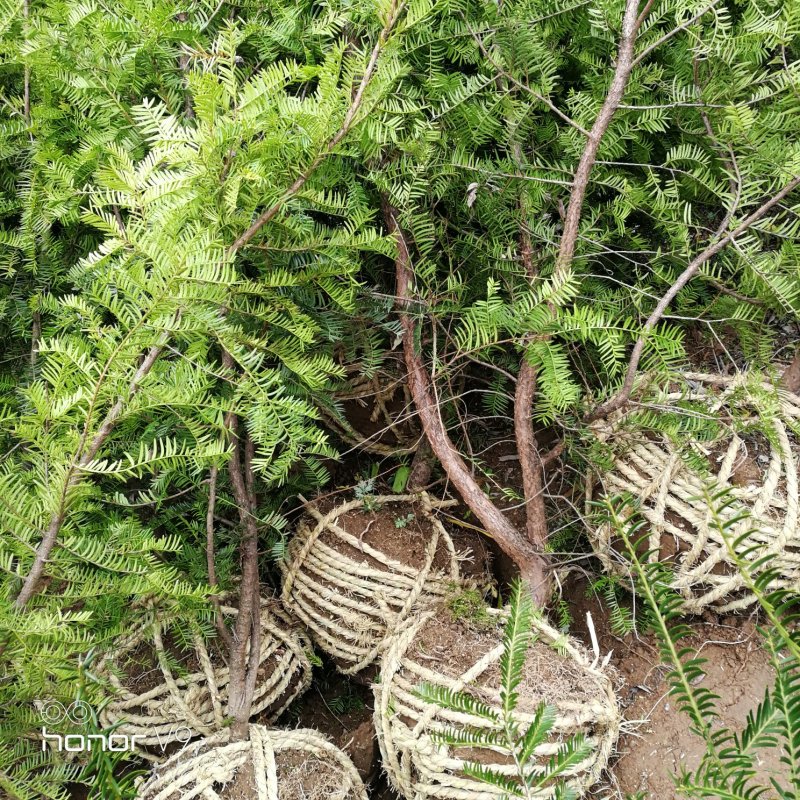 红豆杉，，中国红有现货苗木纯正