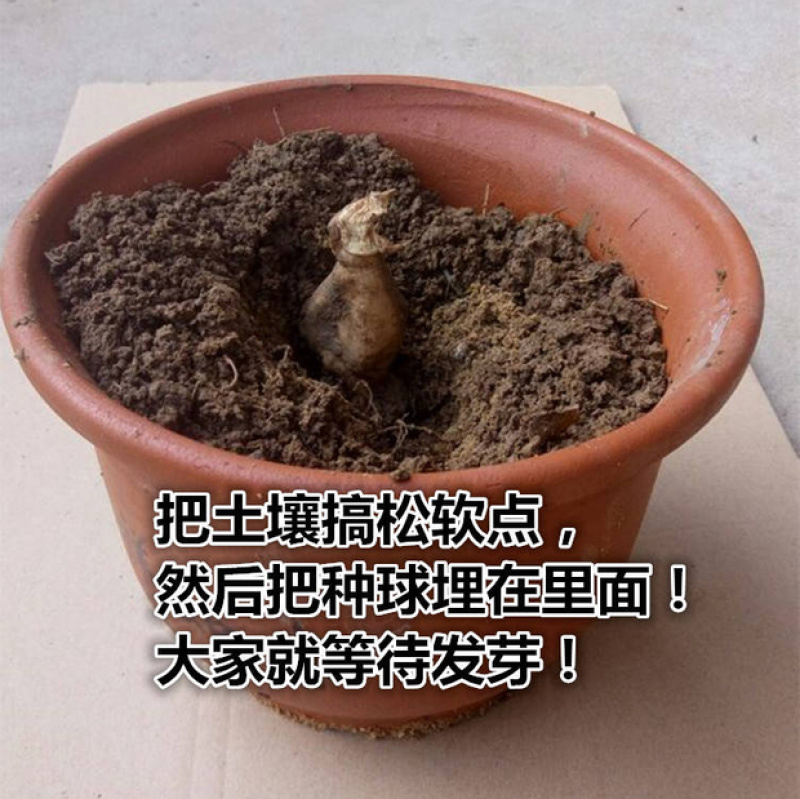 大丽菊花地瓜花大丽花种球庭院种植盆栽植物球根花卉阳台种植