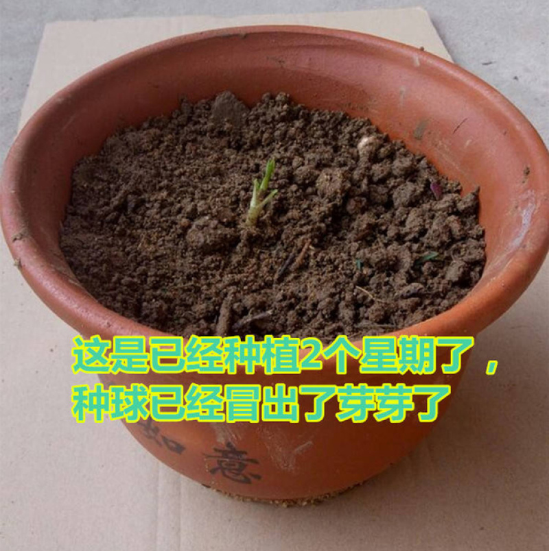 大丽菊花地瓜花大丽花种球庭院种植盆栽植物球根花卉阳台种植