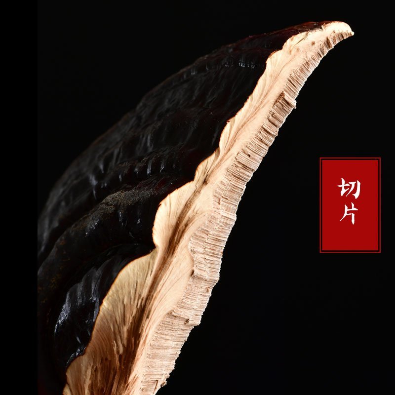 长白山食用菌鲜货灵芝天灵芝欢迎联系