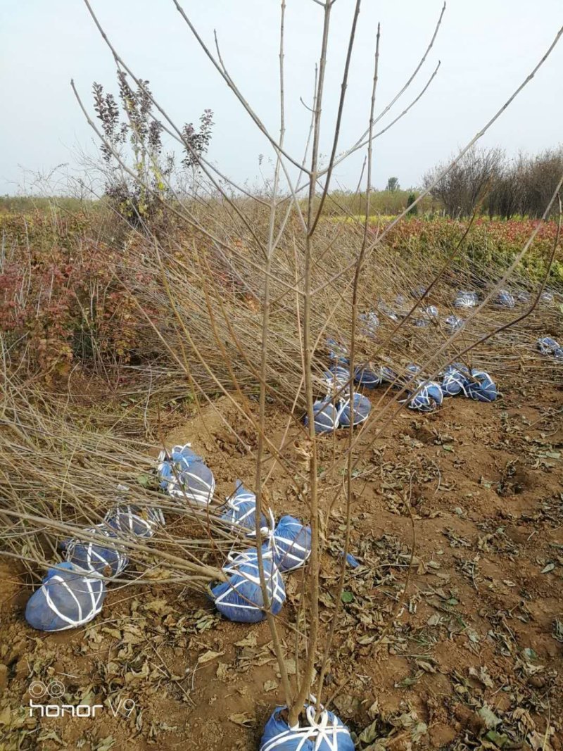 容器苗珍珠梅成活率高大量出售中各种规格珍珠梅量大