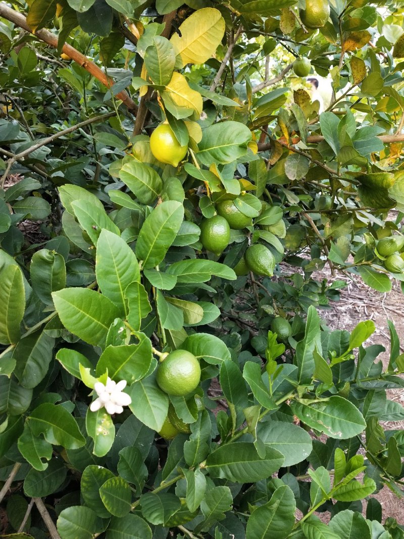 广东无籽香水柠檬