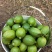 广东无籽香水柠檬