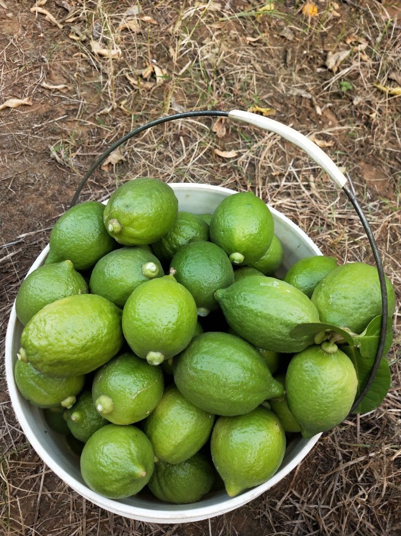 广东无籽香水柠檬