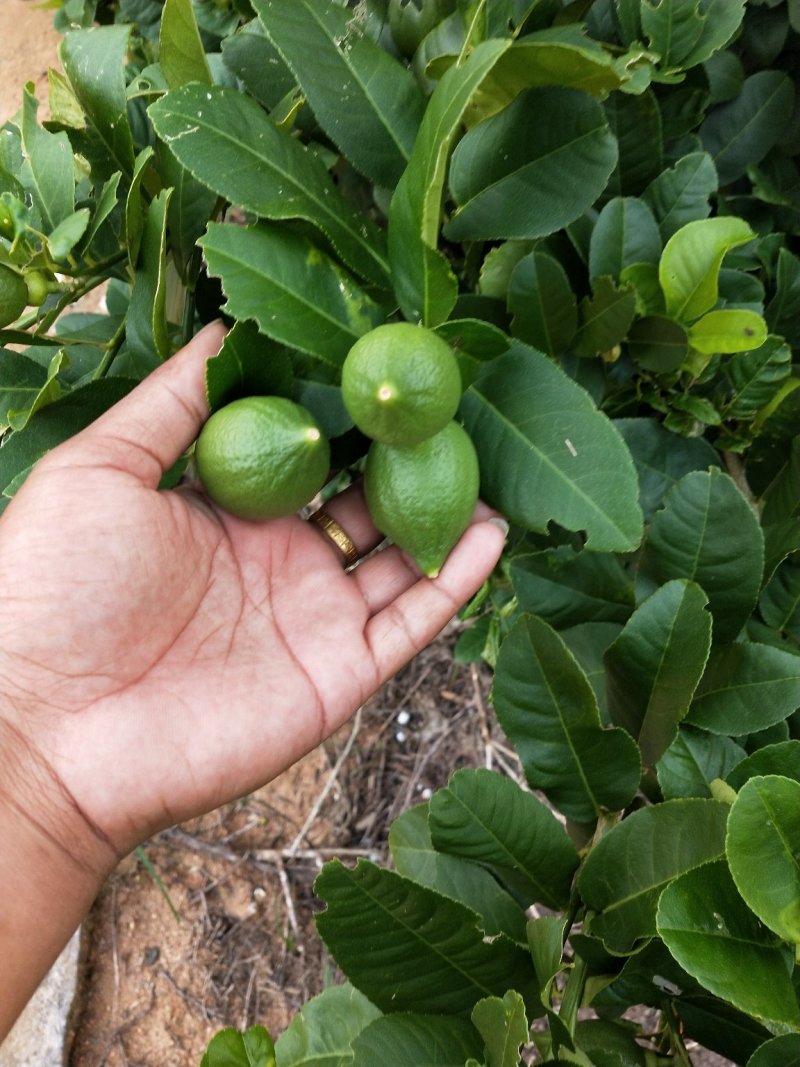 广东无籽香水柠檬