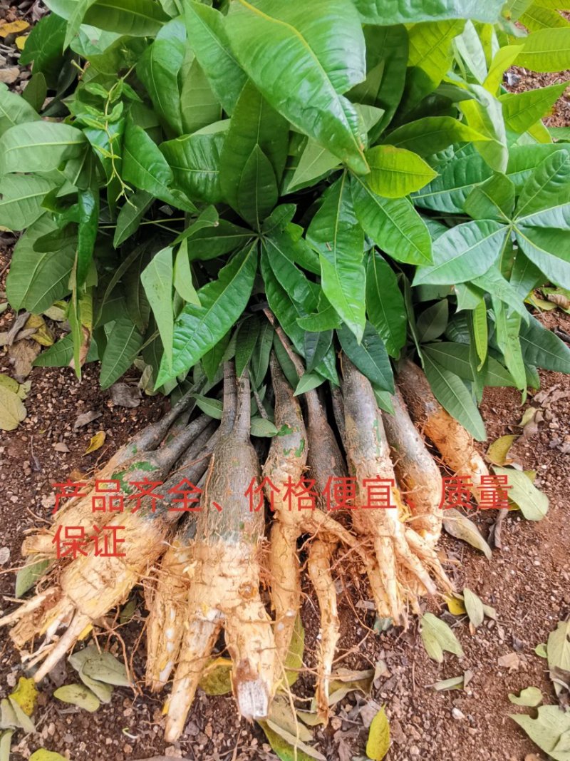 发财树苗发财树种子包邮附加种植技术