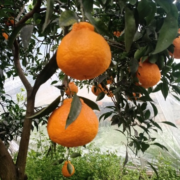 丑柑