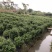 福建茶球