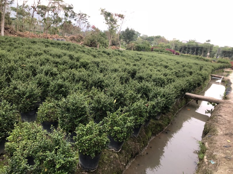 福建茶球