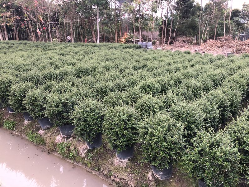 福建茶球
