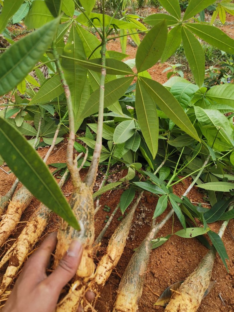 发财树苗发财树种子包邮附加种植技术